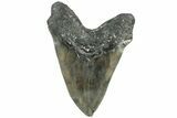 Serrated, Fossil Megalodon Tooth - North Carolina #309500-2